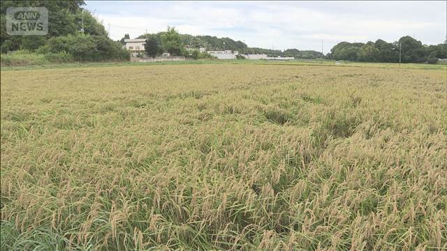 田んぼで50～60代男性の遺体見つかる　豪雨による不明者か　千葉市若葉区