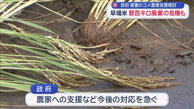 「出荷できない」コメ農家悲鳴　豪雨「首都圏の台所」を直撃