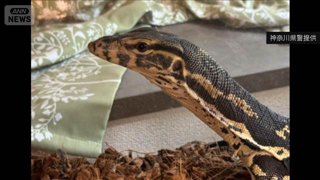 “脱走”のミズオオトカゲ　飼い主宅のクローゼットで発見　横浜市緑区
