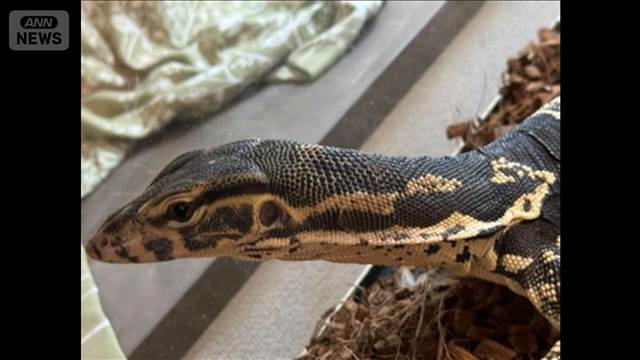 “脱走”のミズオオトカゲ　飼い主宅のクローゼットで発見　横浜市緑区