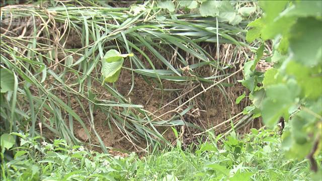 大雨被害の富山・氷見市　特産のワイン用ブドウに被害