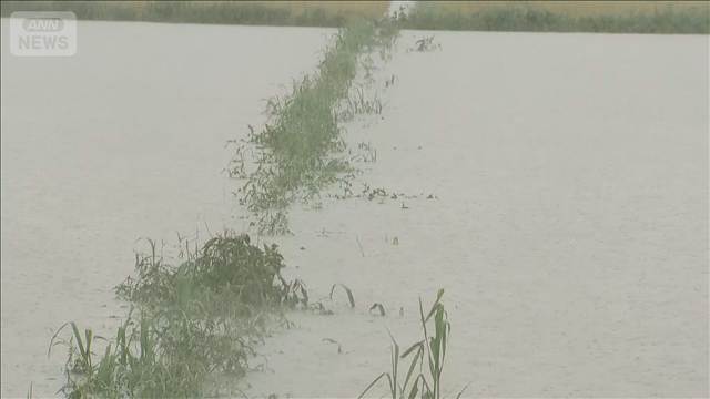 記録的大雨で稲刈り控える田んぼが冠水　石川・羽咋市