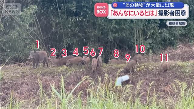 「あんなにいるとは」撮影者困惑　イノシシが大量に出現