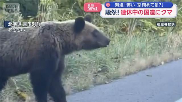 連休中の国道にクマ　「怖い窓閉めてる？」車内は緊迫　飛び出すような素振りも