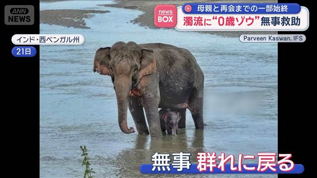 濁流に“0歳ゾウ” ボートに乗せ無事救助　母親と再会までの一部始終