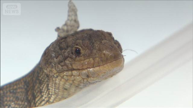 「激レア種を販売」絶滅危惧種トカゲ　国に登録せず譲り受けたか　男を逮捕
