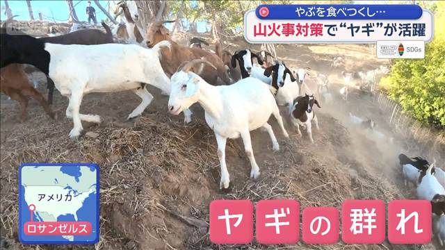“ヤギ”がカリフォルニアの危機を救う　山火事対策以外でも活躍
