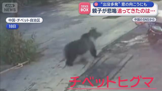 親子が悲鳴　スクーターを追ってきたのは…　クマ“出没多発”　中国・チベット自治区