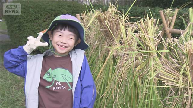 六本木ヒルズ屋上で恒例の稲刈り 今年で22回目　子どもたち約120人が収穫