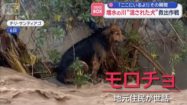 増水の川“流された犬”救出作戦　チリで生中継　「ここにいるよ！」その瞬間