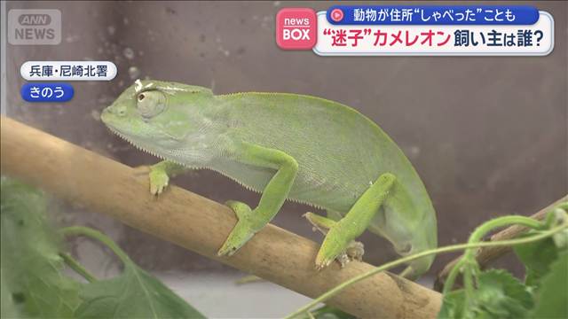“迷子”カメレオン 飼い主は誰？　動物が住所“しゃべった”ことも