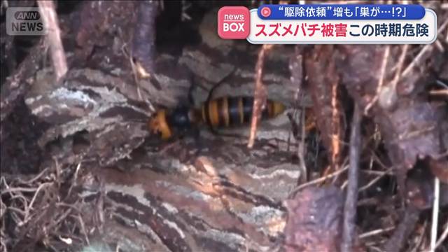 スズメバチ　この時期危険“駆除依頼”増も「巣が…！？」