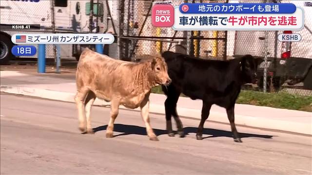 地元のカウボーイも登場　車横転し牛が市内を逃走