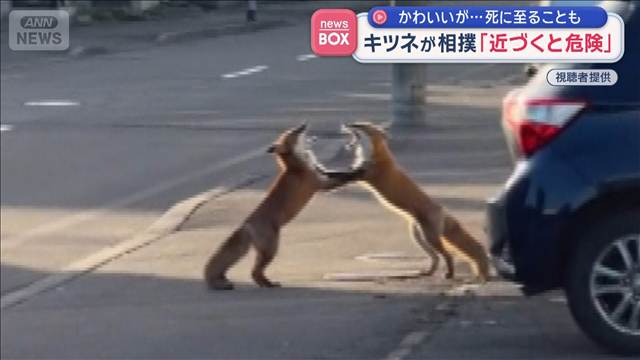 キツネが相撲「近づくと危険」 かわいいが…死に至ることも　北海道