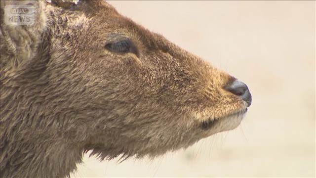 奈良公園周辺で子ジカの死骸　人が危害を加えた可能性も