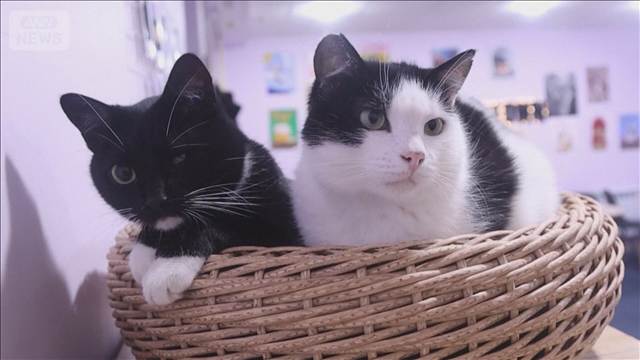 昼夜爆撃続くなか…ウクライナ前線で市民癒す“保護猫カフェ”　冬を前に閉店の懸念も