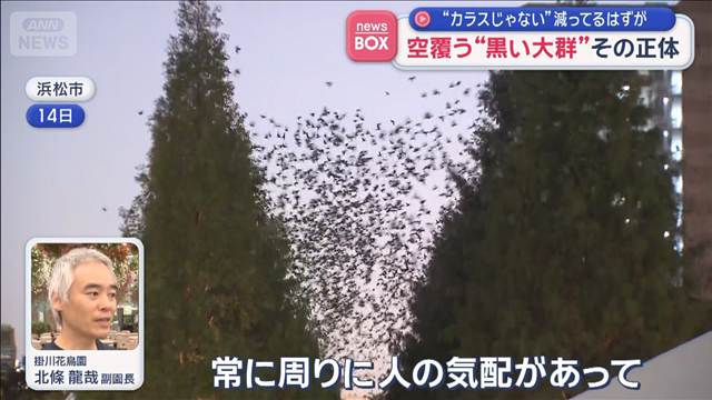 空覆う“黒い大群”「カラスでもハトでもない」