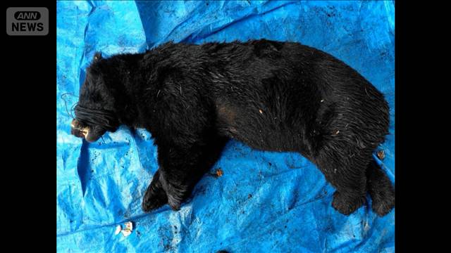 一度山へ放したクマを再捕獲し今度は「安楽殺」　神奈川・秦野市