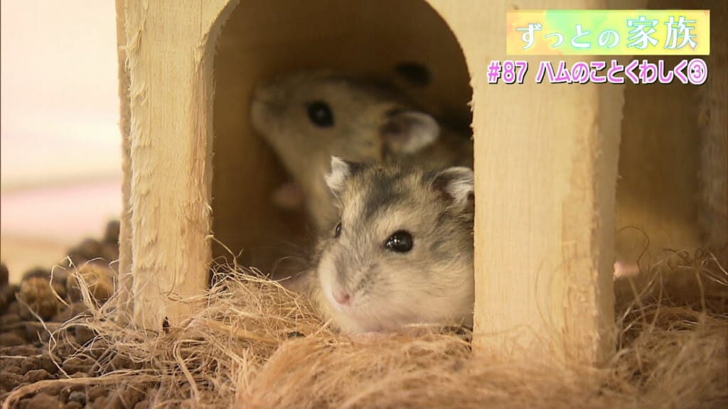 ずっとの家族「くわしく知りたいハムスターのこと (3) 」