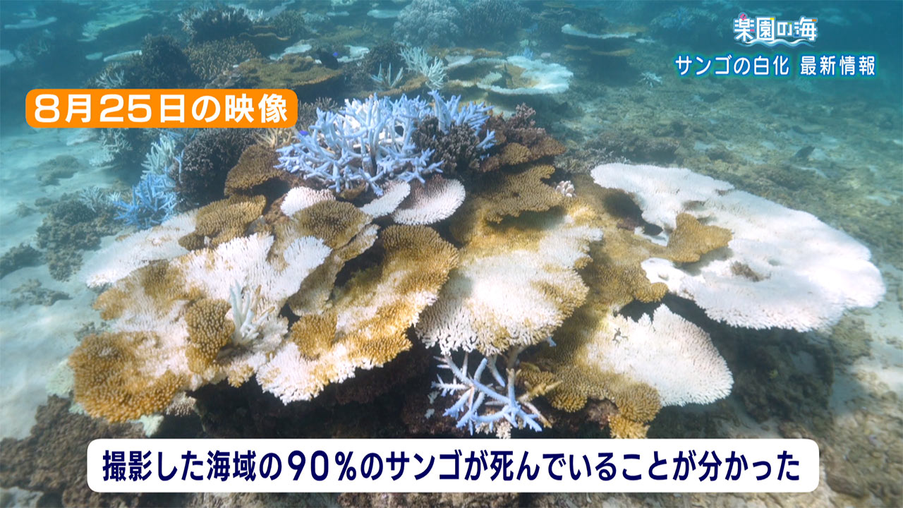 楽園の海「サンゴ白化最新の様子」 – Quebee キュエビー