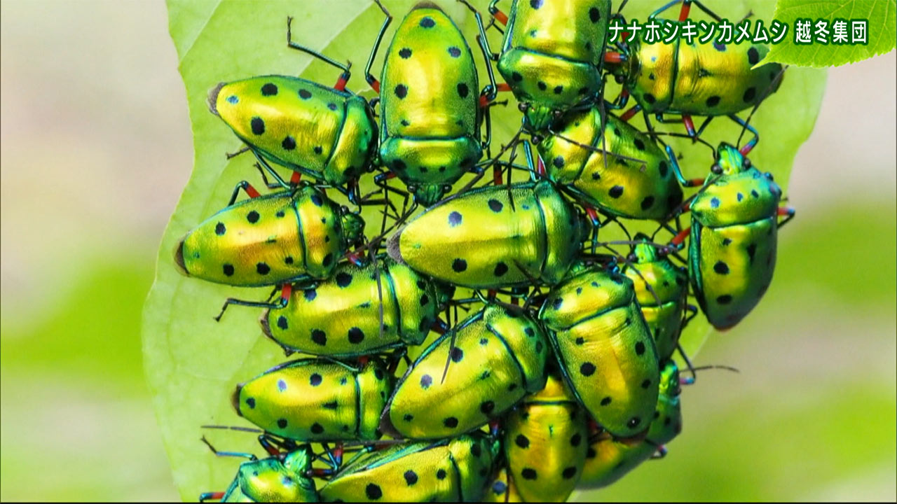 リュウキュウの自然「ナナホシキンカメムシ 越冬集団」 – Quebee