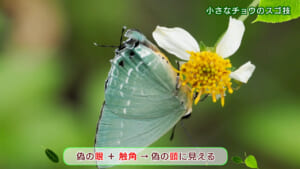 リュウキュウの自然　小さなチョウのスゴ技