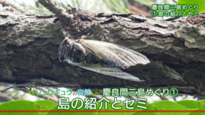 リュウキュウの自然 特別編「慶良間三島めぐり（１）島の紹介とセミ」
