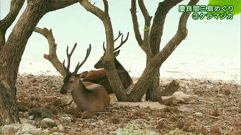 リュウキュウの自然 特別編「ケラマ三島めぐり（３）ケラマジカ」
