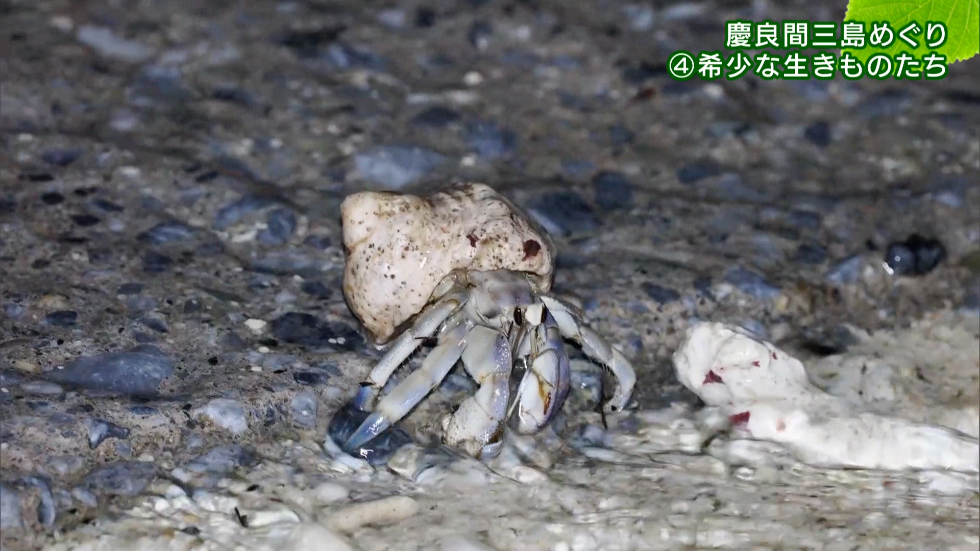 リュウキュウの自然 特別編「慶良間三島めぐり（4）希少な生きものたち」
