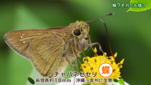 リュウキュウの自然　蝶？それとも蛾？