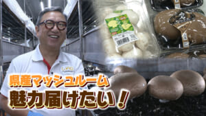 県産マッシュルームを広めたい！ 栽培に奮闘するマッシュルーム生産者