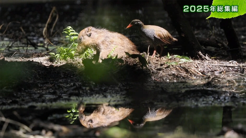 リュウキュウの自然「2025年総集編」