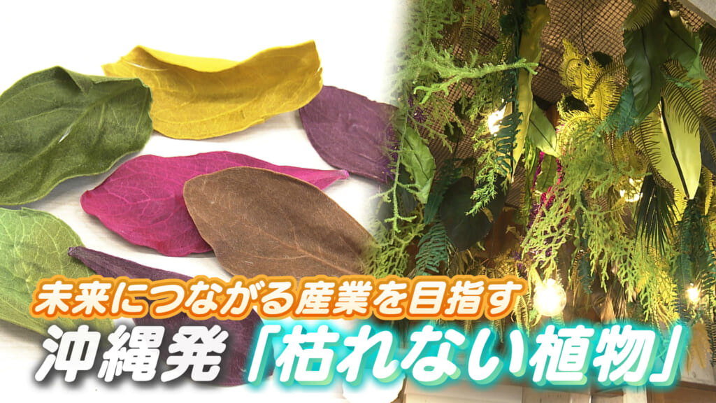 沖縄の植物を世界へ”noci”の挑戦／ビジネスキャッチー