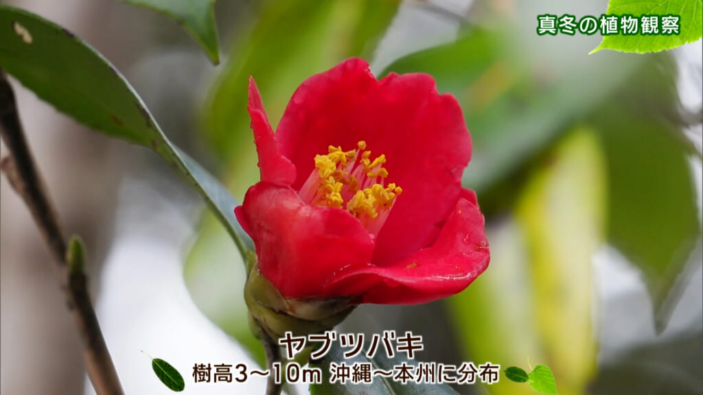 リュウキュウの自然「真冬の植物観察」