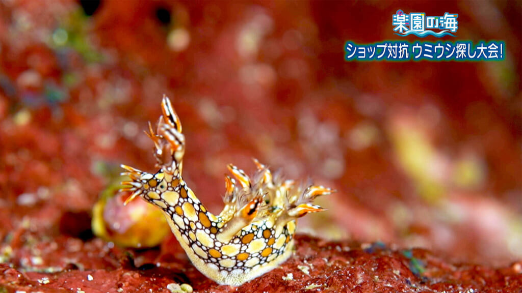 楽園の海　ショップ対抗 ウミウシ探し大会！