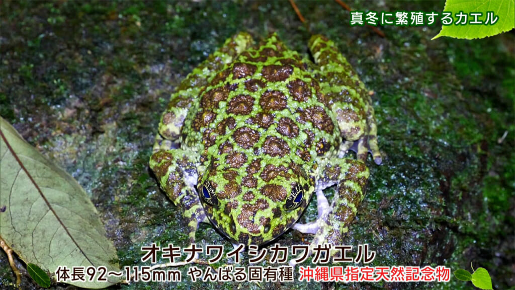 リュウキュウの自然　真冬に繁殖するカエル