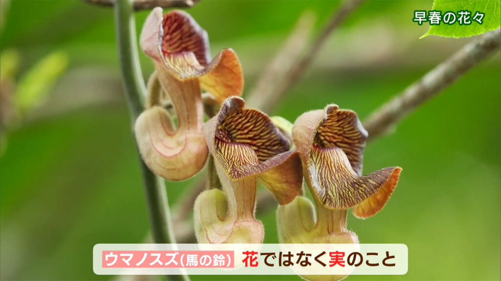 リュウキュウの自然　早春の花々