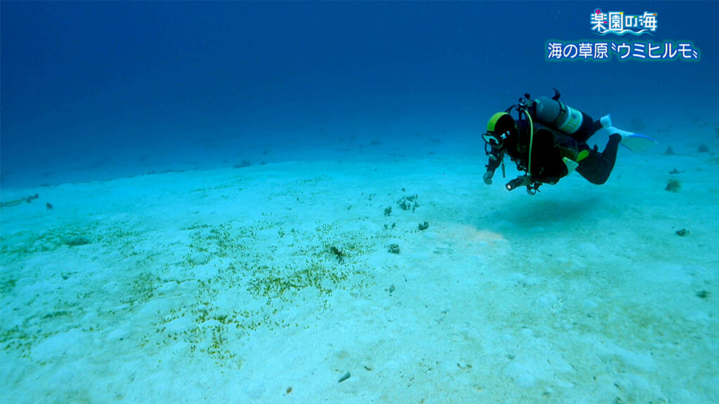 楽園の海　海の草原「ウミヒルモ」