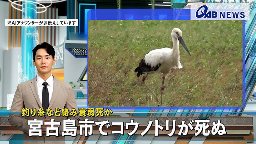 釣り糸など絡み衰弱死か　宮古島市でコウノトリが死ぬ