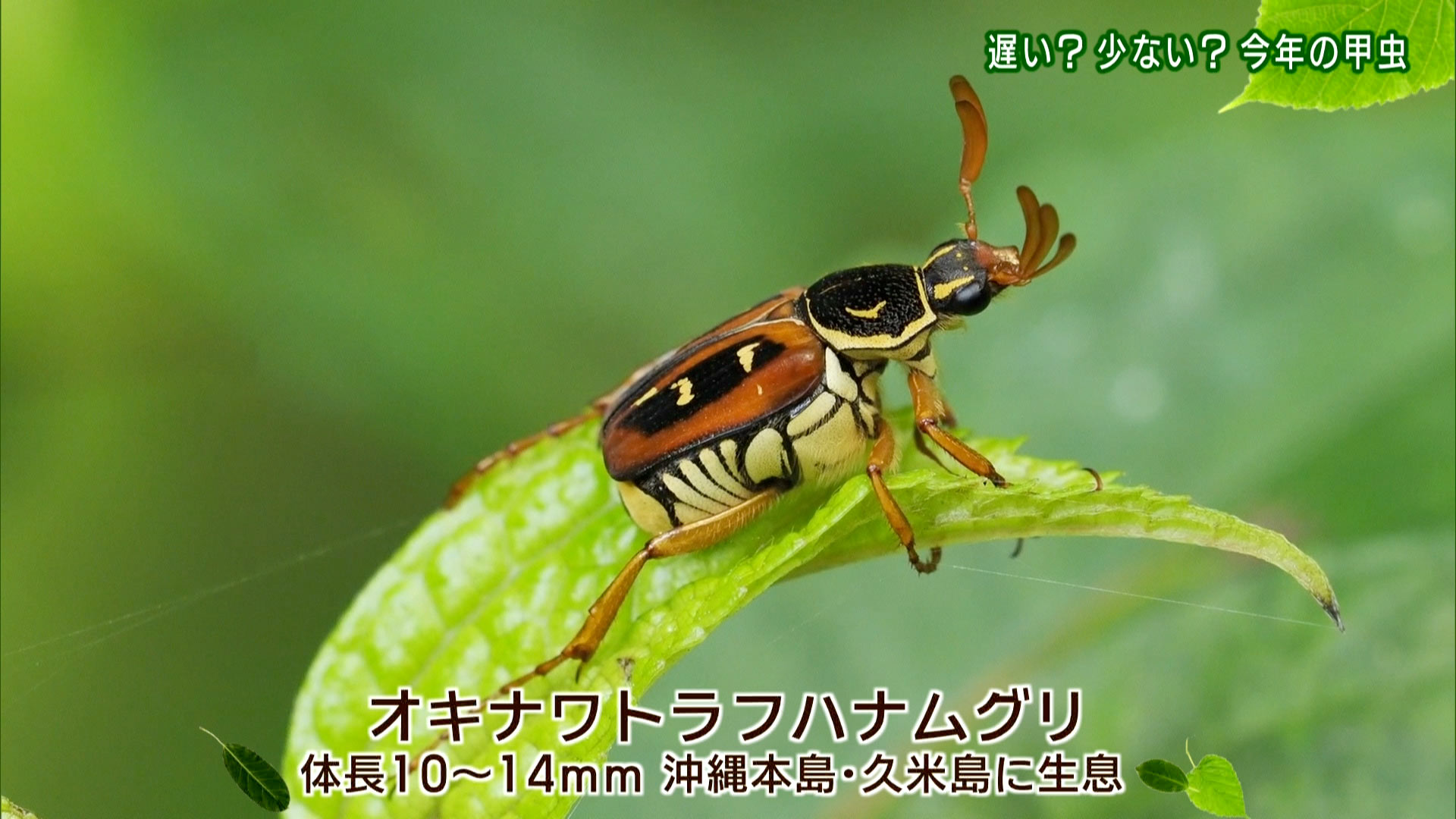 リュウキュウの自然 遅い？少ない？今年の甲虫