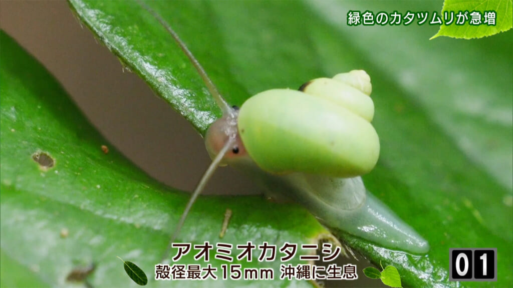 リュウキュウの自然　緑色のかたつむりが急増