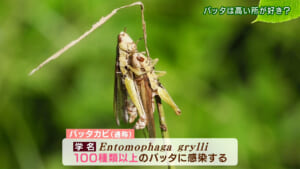 26-07-03-rk01-003-1