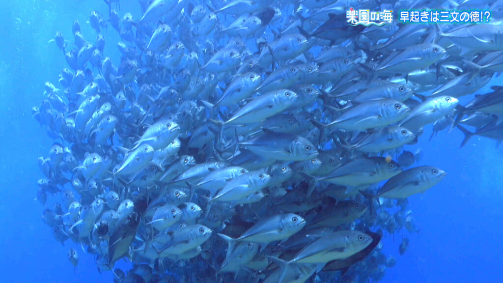 楽園の海　早起きは三文の徳！？