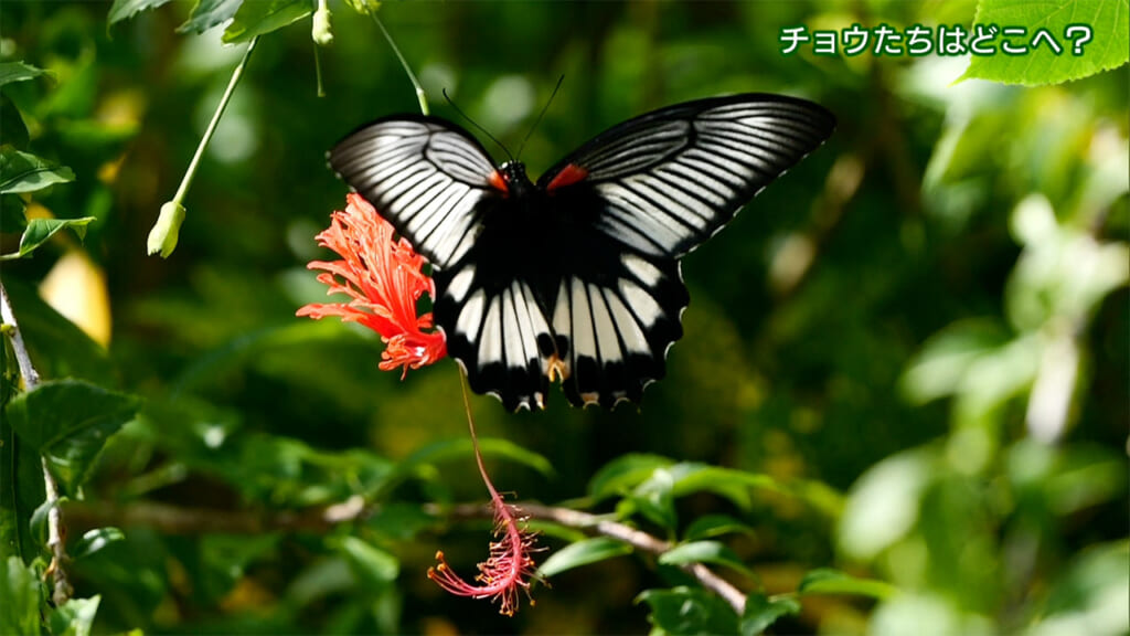 リュウキュウの自然　チョウたちはどこへ