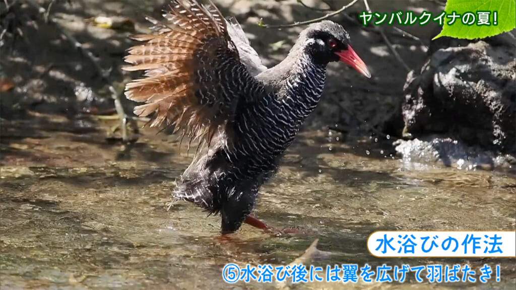 リュウキュウの自然　ヤンバルクイナの夏！