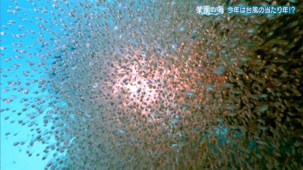 楽園の海　今年は台風の当たり年!?