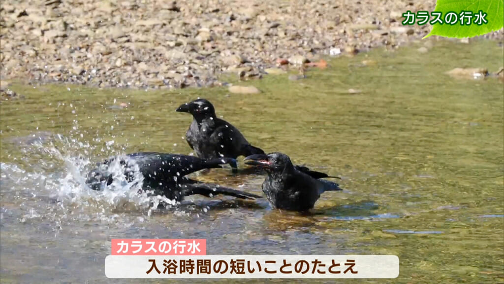 リュウキュウの自然　カラスの行水