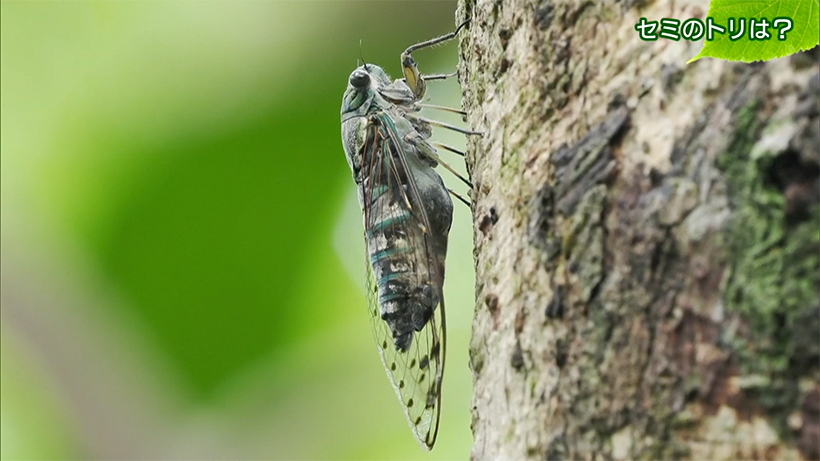 リュウキュウの自然 セミのトリは？
