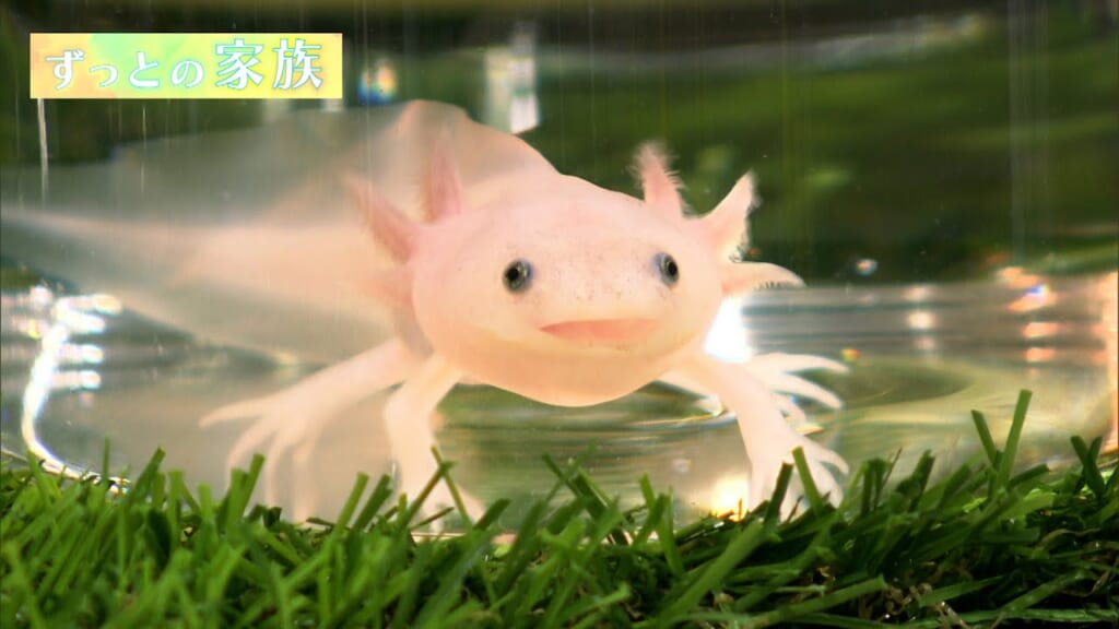 ずっとの家族「ウーパールーパー (前編) 」