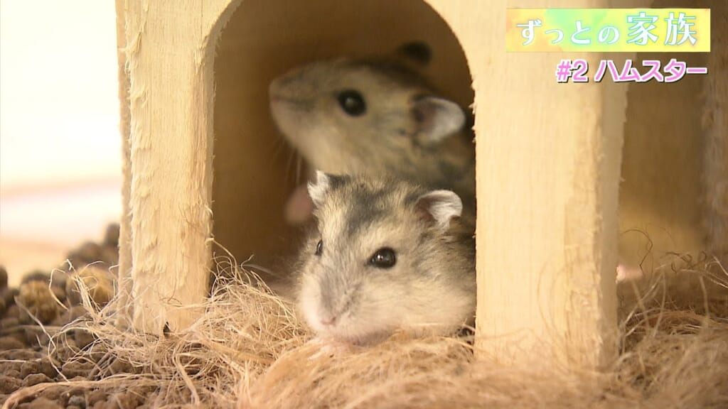 ずっとの家族「ハムスター」